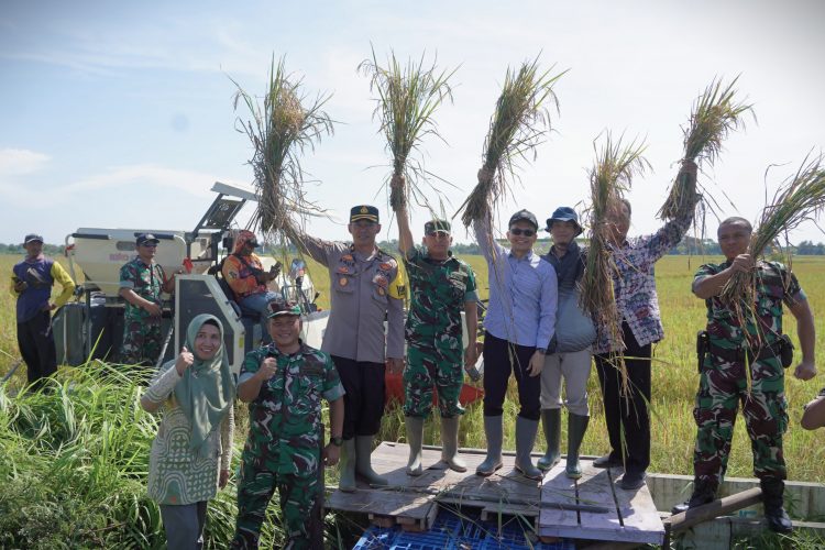 Panen Raya Serentak 14 Provinsi, Sekda Amir Panen Padi di Semboja
