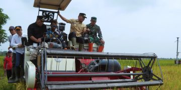 Panen Raya, Bupati Ischak Imbau Petani Jual Gabah Hasil Panen ke Bulog