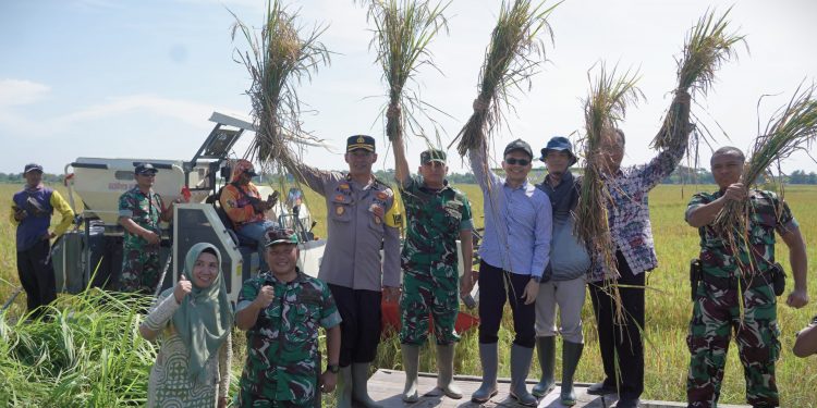 Panen Raya Serentak 14 Provinsi, Sekda Amir Panen Padi di Semboja