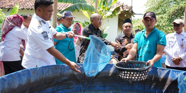 Budidaya Lelaki, Peluang Bisnis yang Menjanjikan