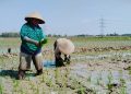 Poktan Maju Makmur Siap Tanam Padi di Musim Kemarau