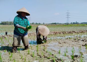 Poktan Maju Makmur Siap Tanam Padi di Musim Kemarau