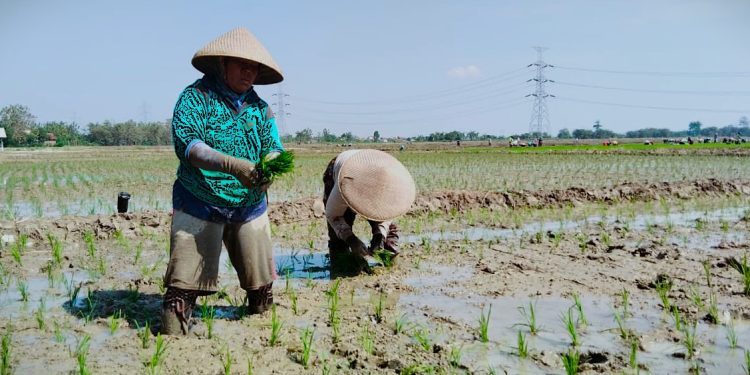 Poktan Maju Makmur Siap Tanam Padi di Musim Kemarau