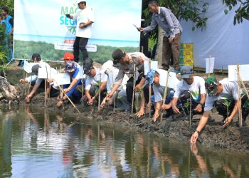 Cegah Abrasi, 8.000 Pohon Ditanam di Ekosistem Mangrove
