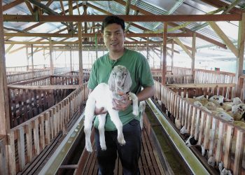 Kegigihan Tarmuji Menjadi Peternak Muda