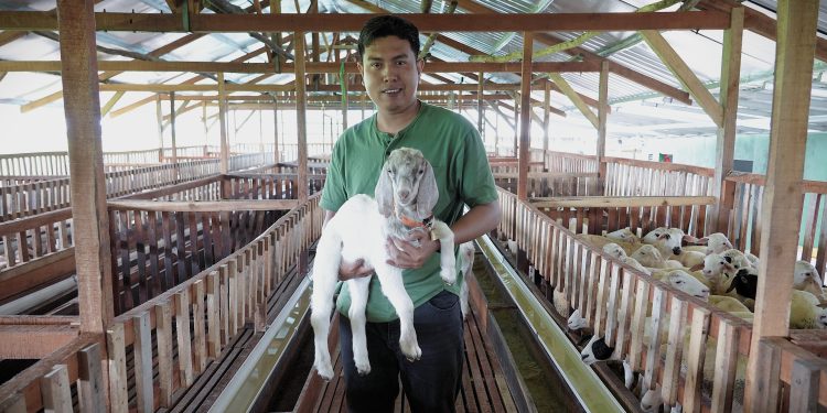 Kegigihan Tarmuji Menjadi Peternak Muda