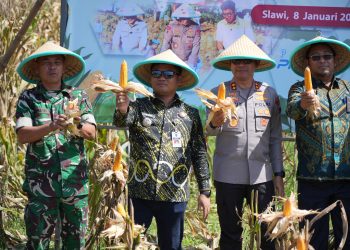 Panen Raya Jagung Serentak Dukung Ketahanan Pangan Nasional