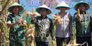 Panen Raya Jagung Serentak Dukung Ketahanan Pangan Nasional