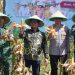Panen Raya Jagung Serentak Dukung Ketahanan Pangan Nasional